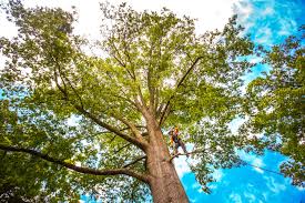 Des Moines, WA Tree Care Services Company