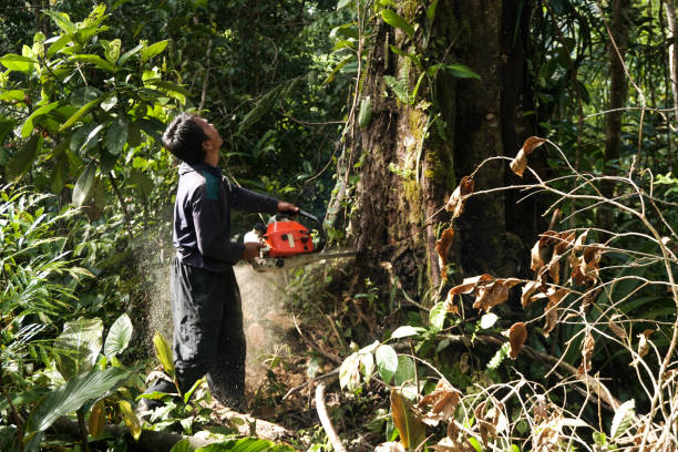 How Our Tree Care Process Works  in  Des Moines, WA